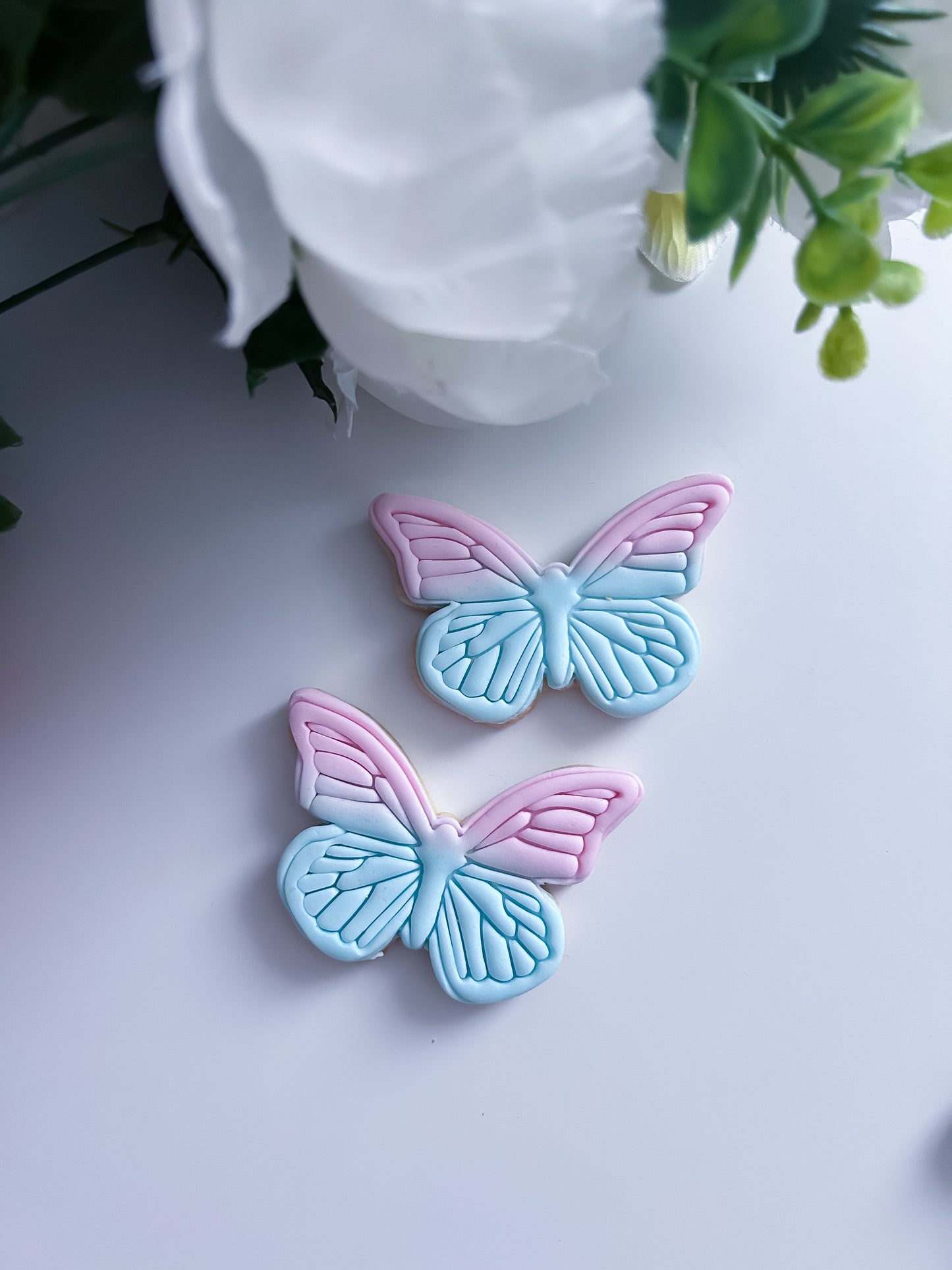 Papillon